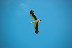OISEAUX - Cigogne-002