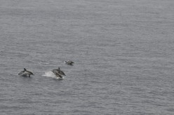 ETE-2013-En-Mer-14517