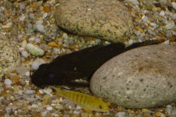 DSC01177c