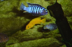 DSC00121c