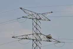 Oiseau-Oléron-13484