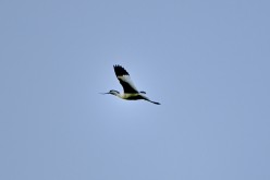 Oiseau-Oléron-13403