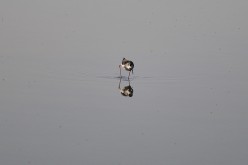 Oiseau-Oléron-13395