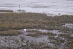 OISEAUX - ibis