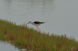 OISEAUX - DSC 3171
