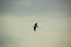 OISEAUX - DSC 3177C