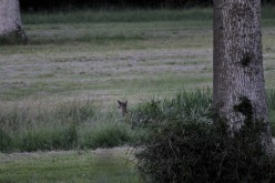 Biche-couchée