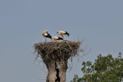 Cigogne-009