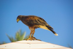 OISEAUX - buse